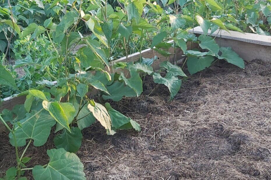 Unbedeckte Beete auch im Winter mulchen