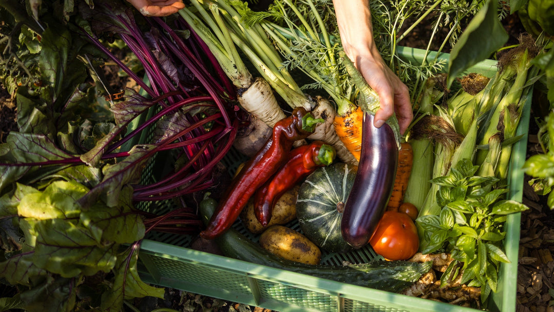 Der Weg zu vitalen Pflanzen, lebendigem Boden und reicher Ernte 🌿