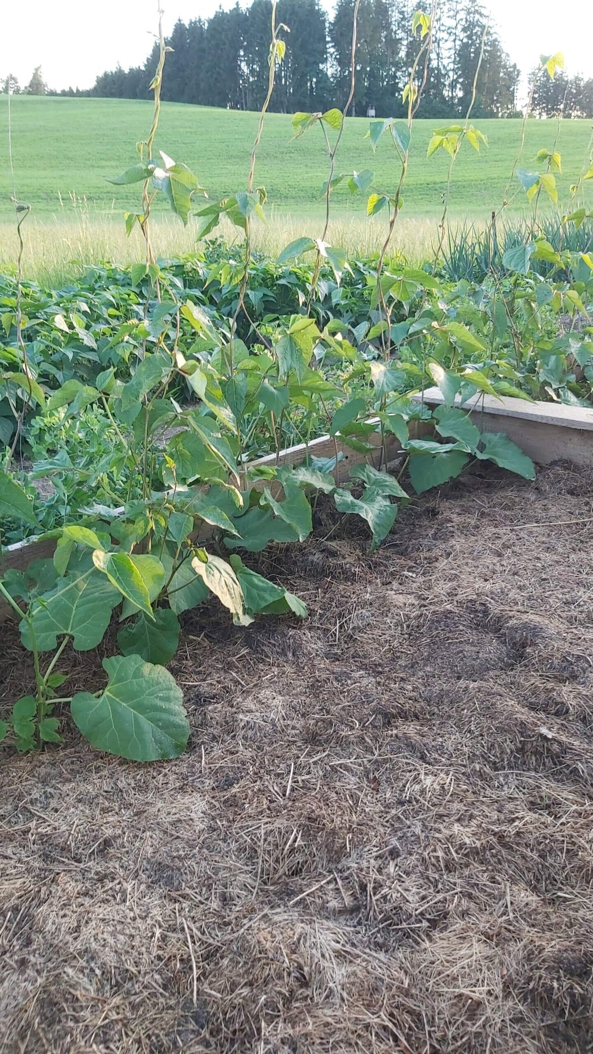 Stangenbohnen Rankgerüst mit Mulch bedeckter Erde