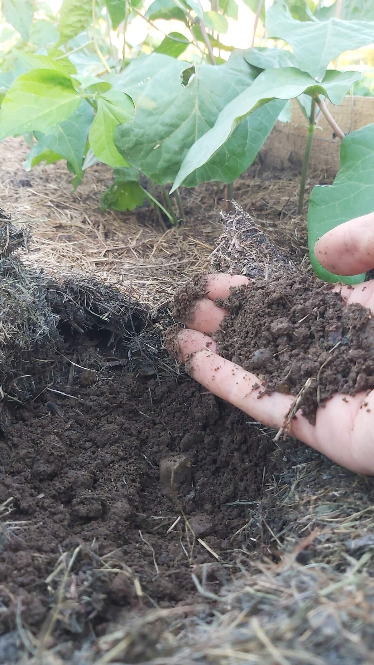 Humusreiche Erde durch Mulchschicht im Garten