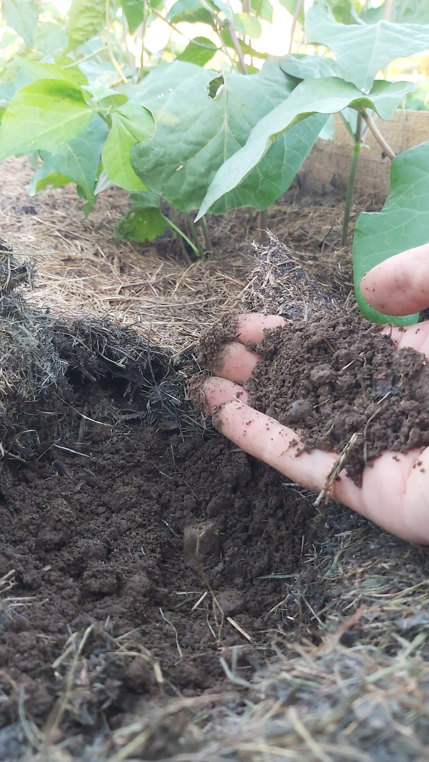 Humusreiche Erde durch Mulchschicht im Garten