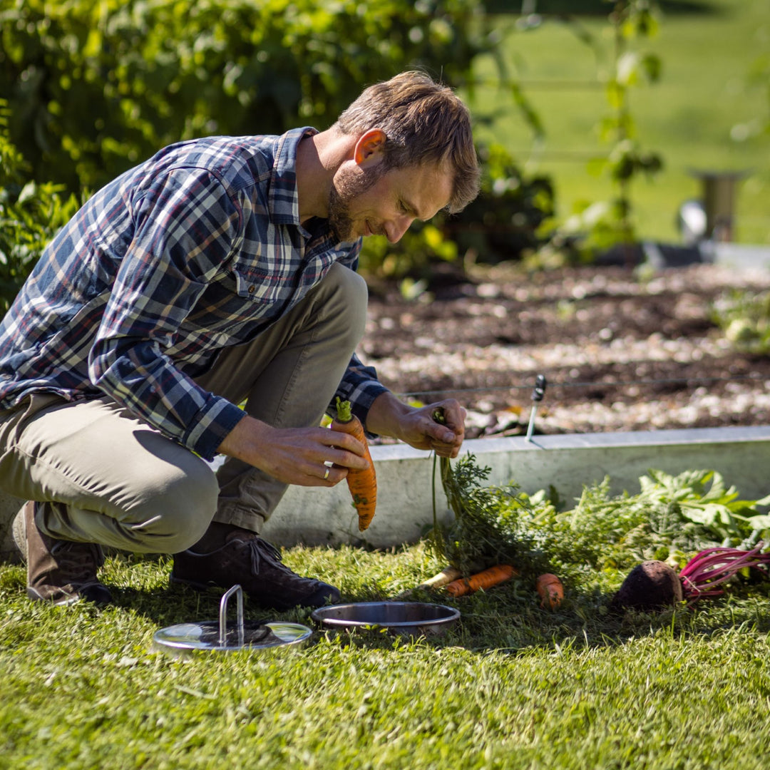Yul Kaffee legt Wurzelgemüse in Erdmiete ein 