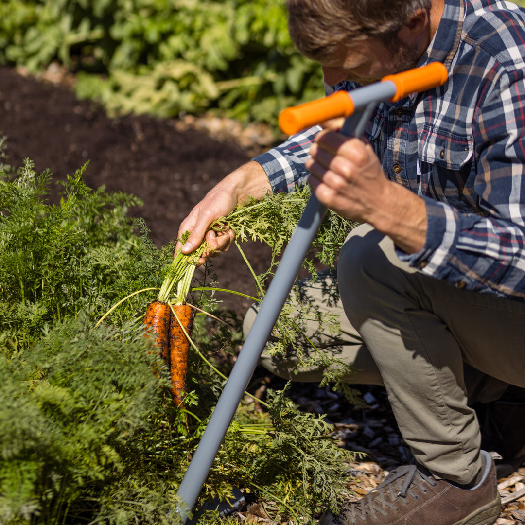 Broadfork 4x250 TERRADIX in Beet eingestochen mit Mann karotten erntend