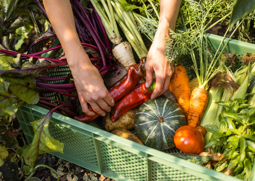 Erntekorb vielfältig mit Kürbis Karotten Pastinake Mais Basilikum Tomaten Paprika Kartoffel rote Beete aus TERRADIX Selbstversorgergarten