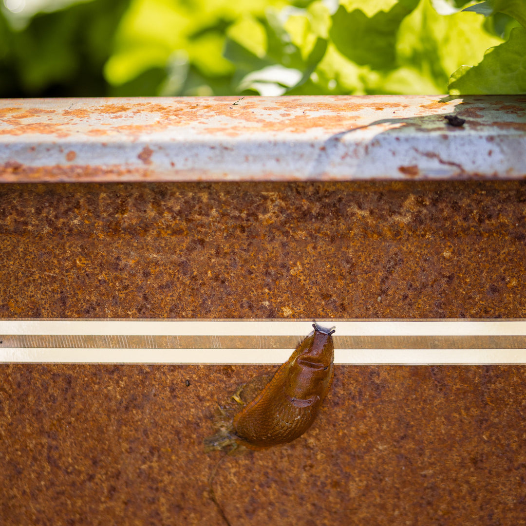 Nacktschnecke kriecht an Zaunband heran auf rostigem Untergrund