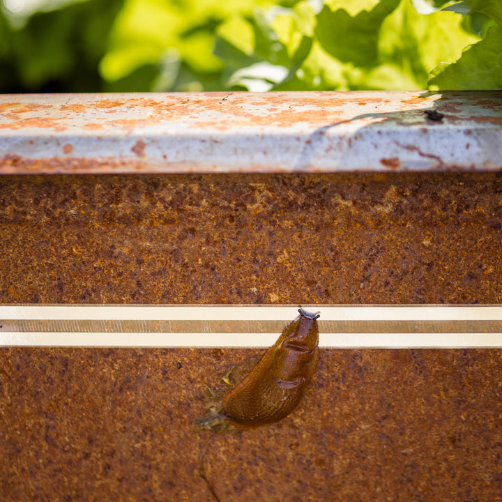 Nacktschnecke kriecht an Zaunband heran auf rostigem Untergrund