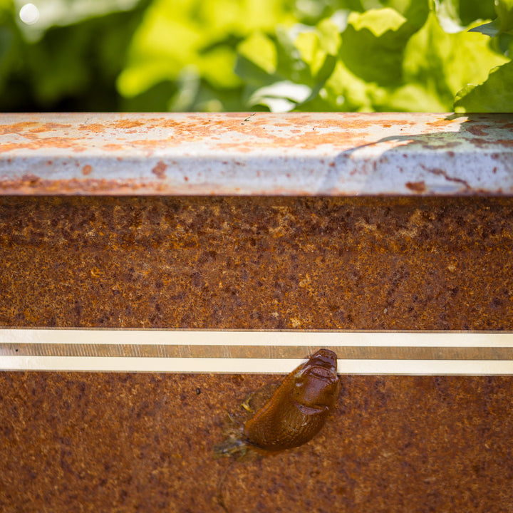 Nacktschnecke kriecht an Zaunband heran auf rostigem Untergrund und zuckt zusammen