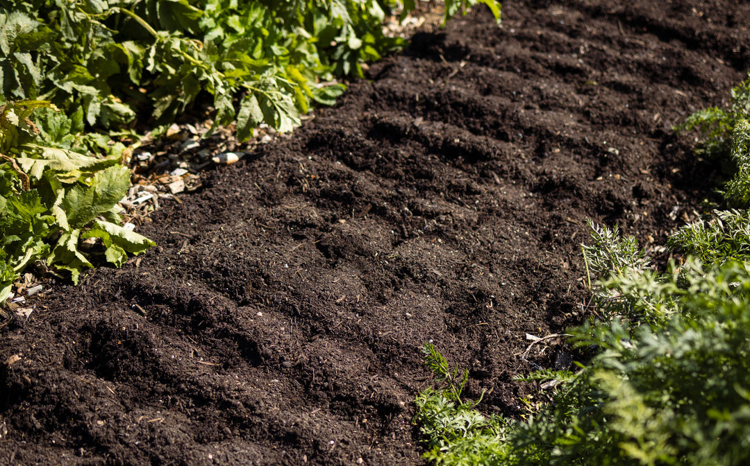 Kompostbeet gelockert mit schwarzer humusreicher Erde und Gemüse