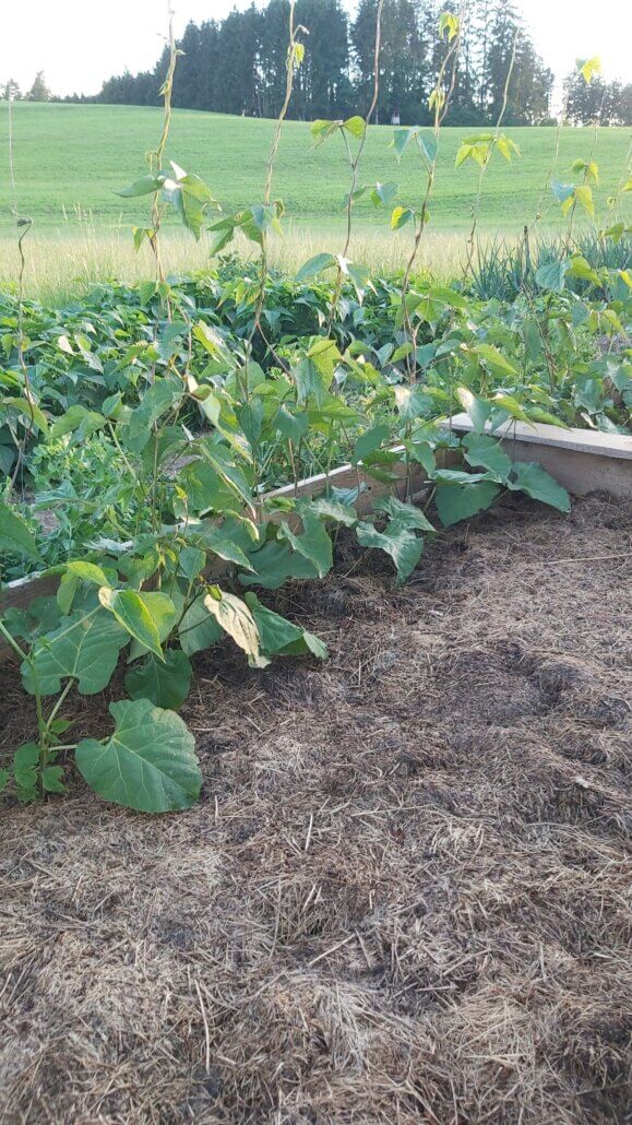 Beans mulched with grass clippings